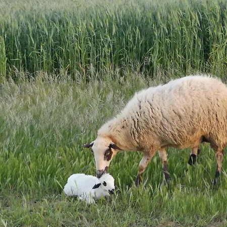 L' Abilleiru Rural